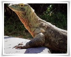komodo-island-tours-and-travel-tour-package-thumb_1