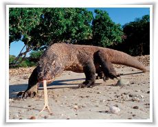komodo-island-tours-and-travel-tour-package-thumb_3