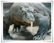 komodo-island-tours-and-travel-tour-package-thumb_2